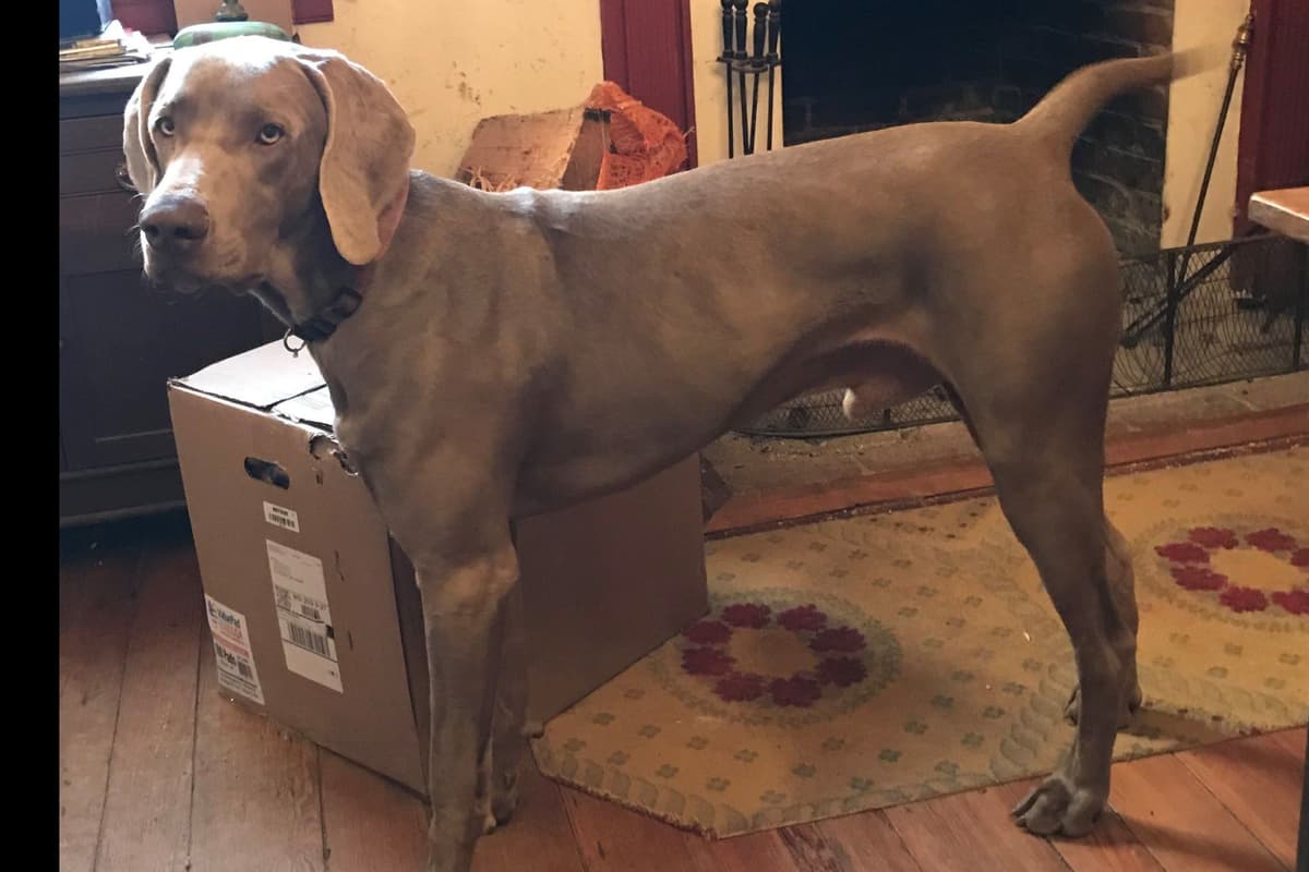 Weimaraner Puppies ONLY TWO SILVER FEMALES LEFT IN THIS LITTER breeder image 5