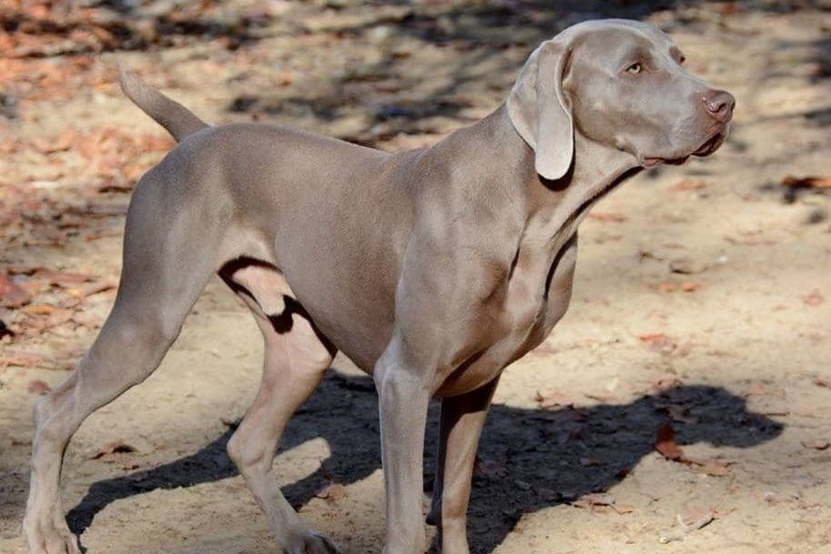 Weimaraner Puppies ONLY TWO SILVER FEMALES LEFT IN THIS LITTER breeder image 7