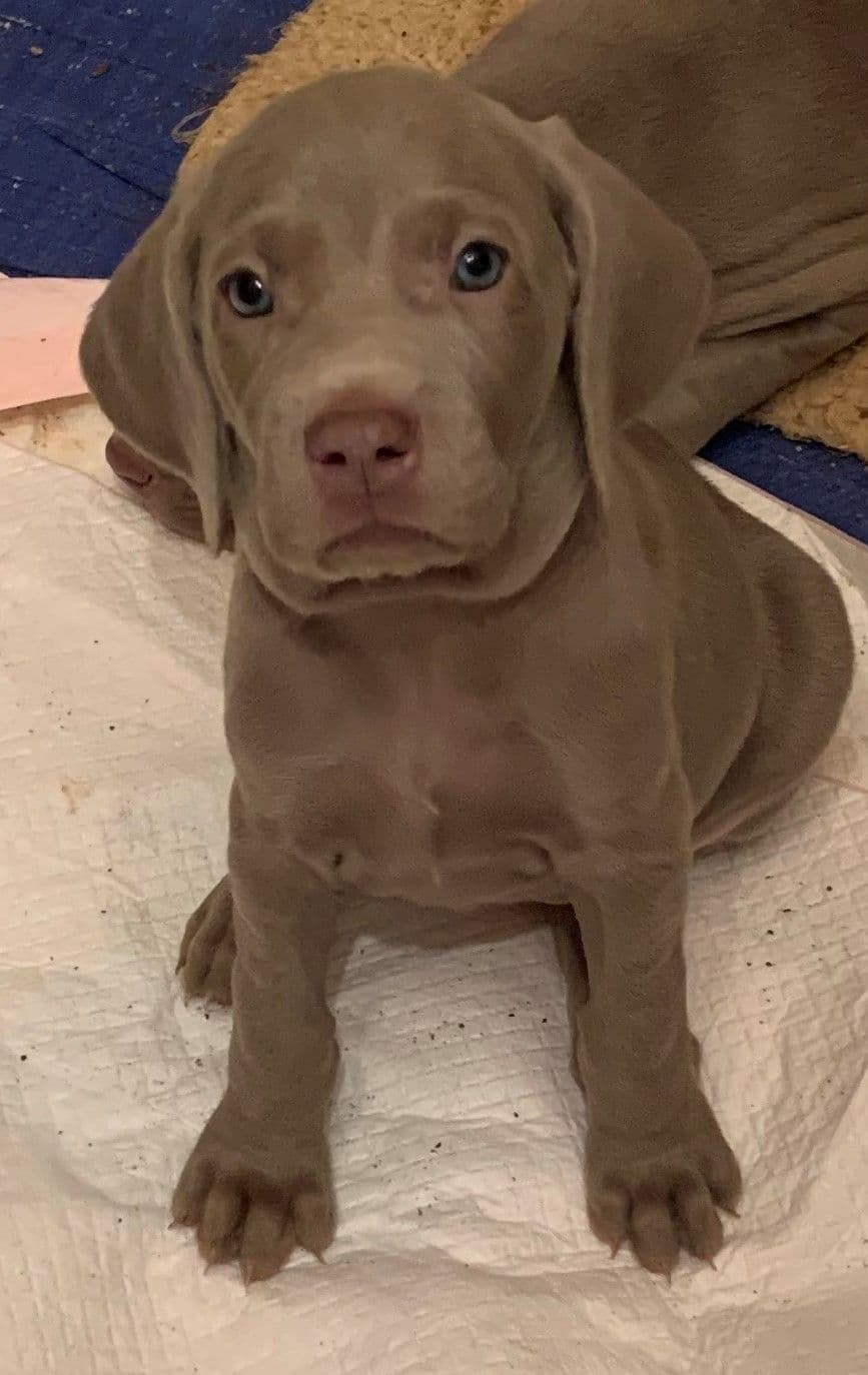 Weimaraner Puppies ONLY TWO SILVER FEMALES LEFT IN THIS LITTER breeder image 8