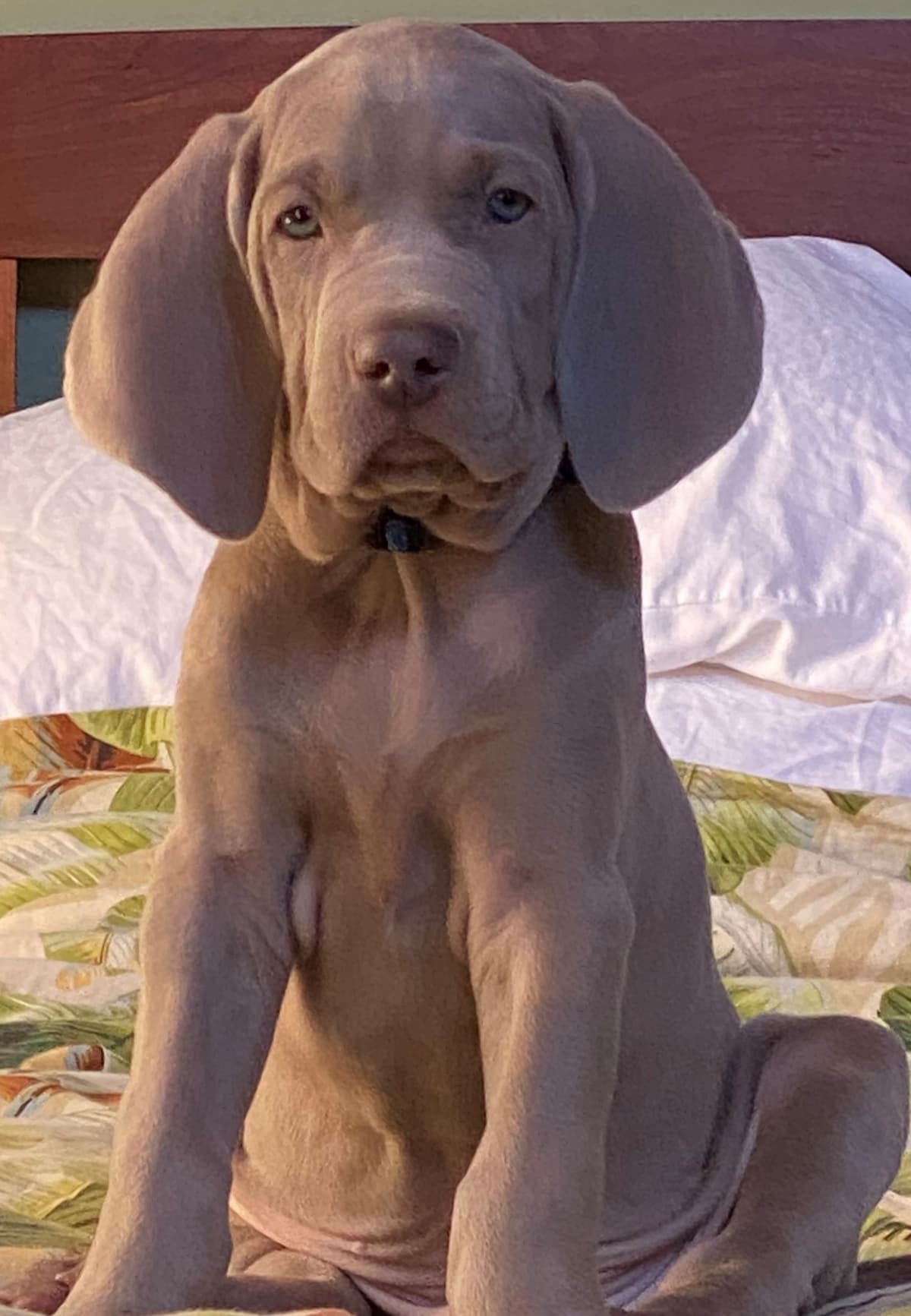 Weimaraner Puppies ONLY TWO SILVER FEMALES LEFT IN THIS LITTER breeder image 9