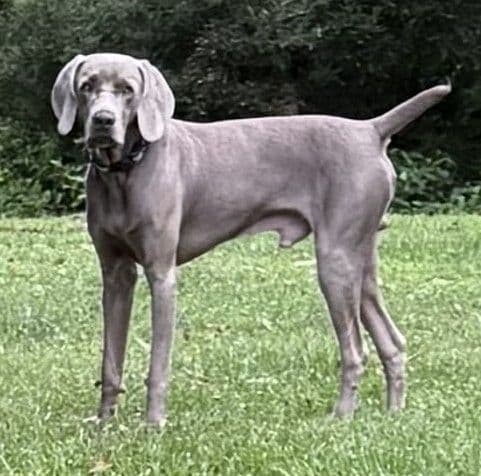 Weimaraner Puppies  ONLY TWO SILVER FEMALES LEFT IN THIS LITTER media 2