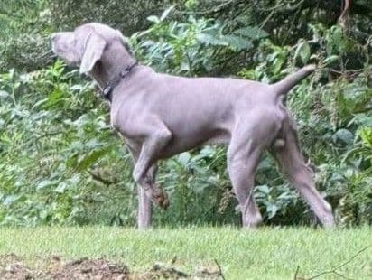 Weimaraner Puppies  ONLY TWO SILVER FEMALES LEFT IN THIS LITTER media 3