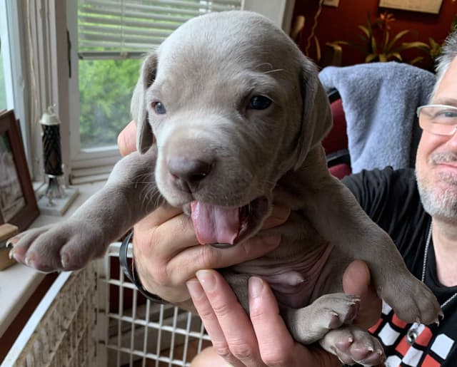 Weimaraner Puppies  ONLY TWO SILVER FEMALES LEFT IN THIS LITTER media 4