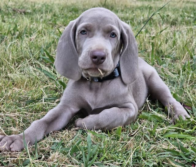 Weimaraner Puppies  ONLY TWO SILVER FEMALES LEFT IN THIS LITTER media 5
