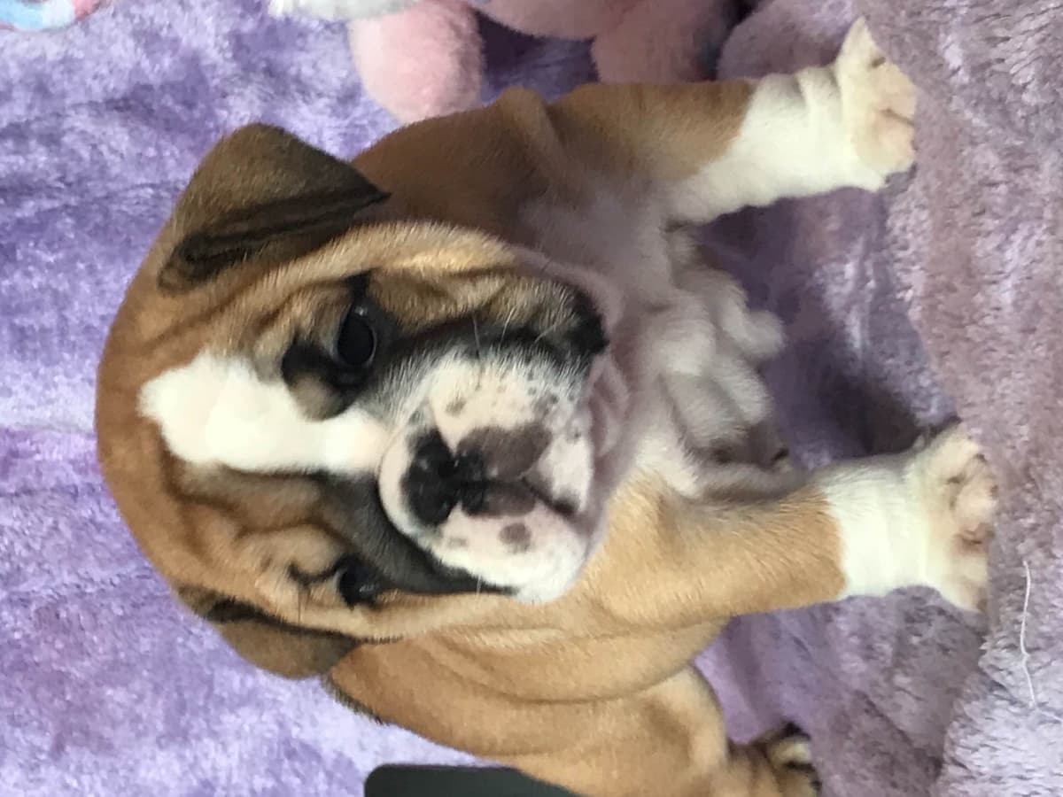 Bulldog Puppies breeder image 1