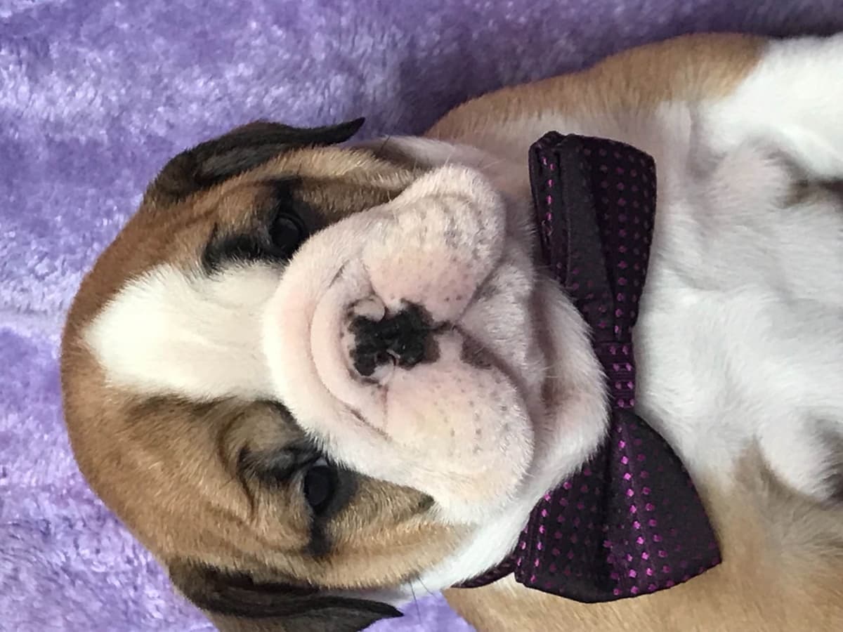 Bulldog Puppies breeder image 2