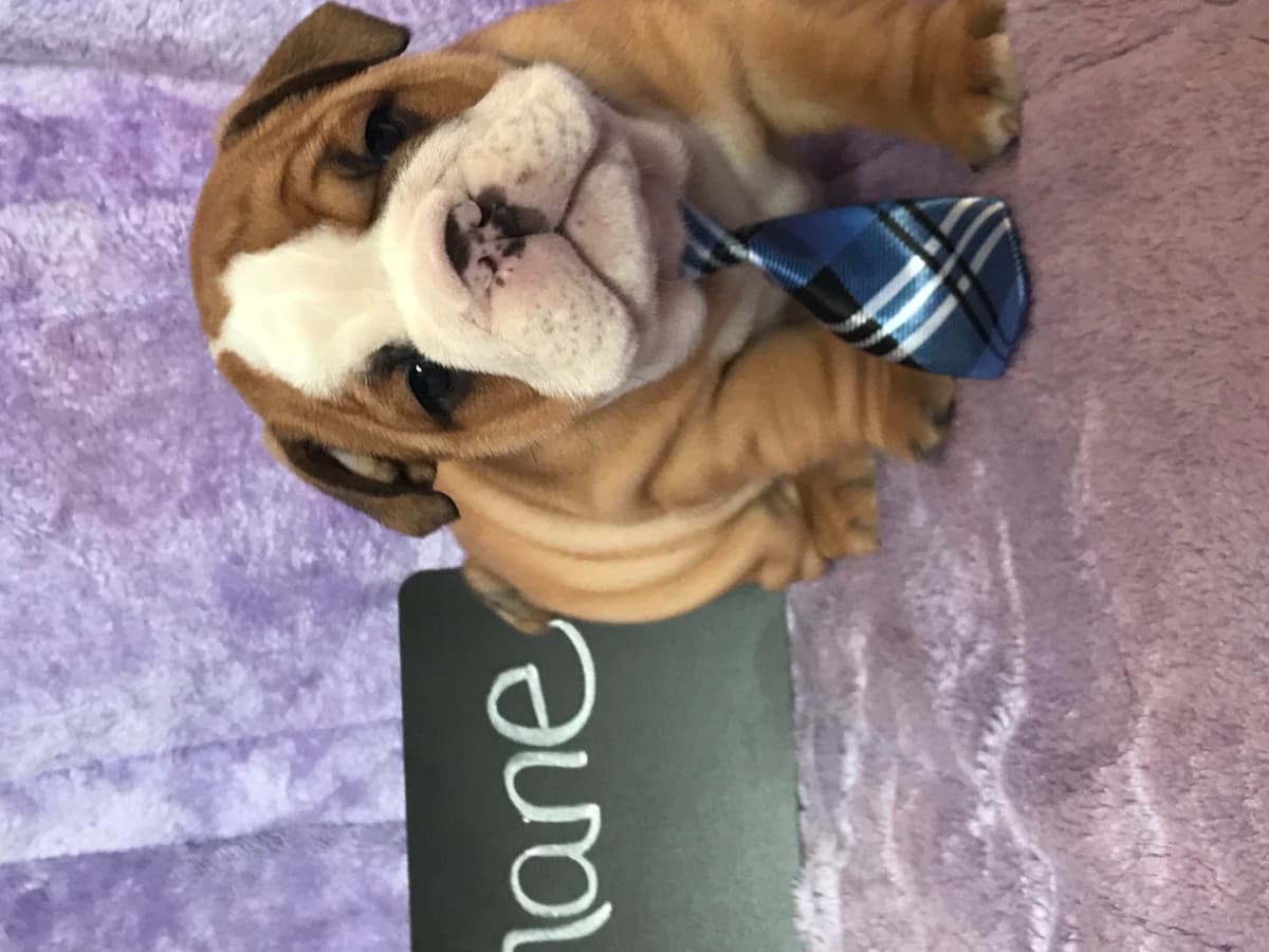 Bulldog Puppies breeder image 3