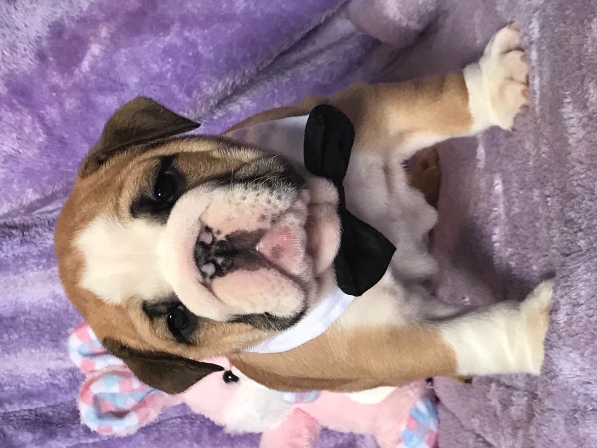 Bulldog Puppies breeder image 5