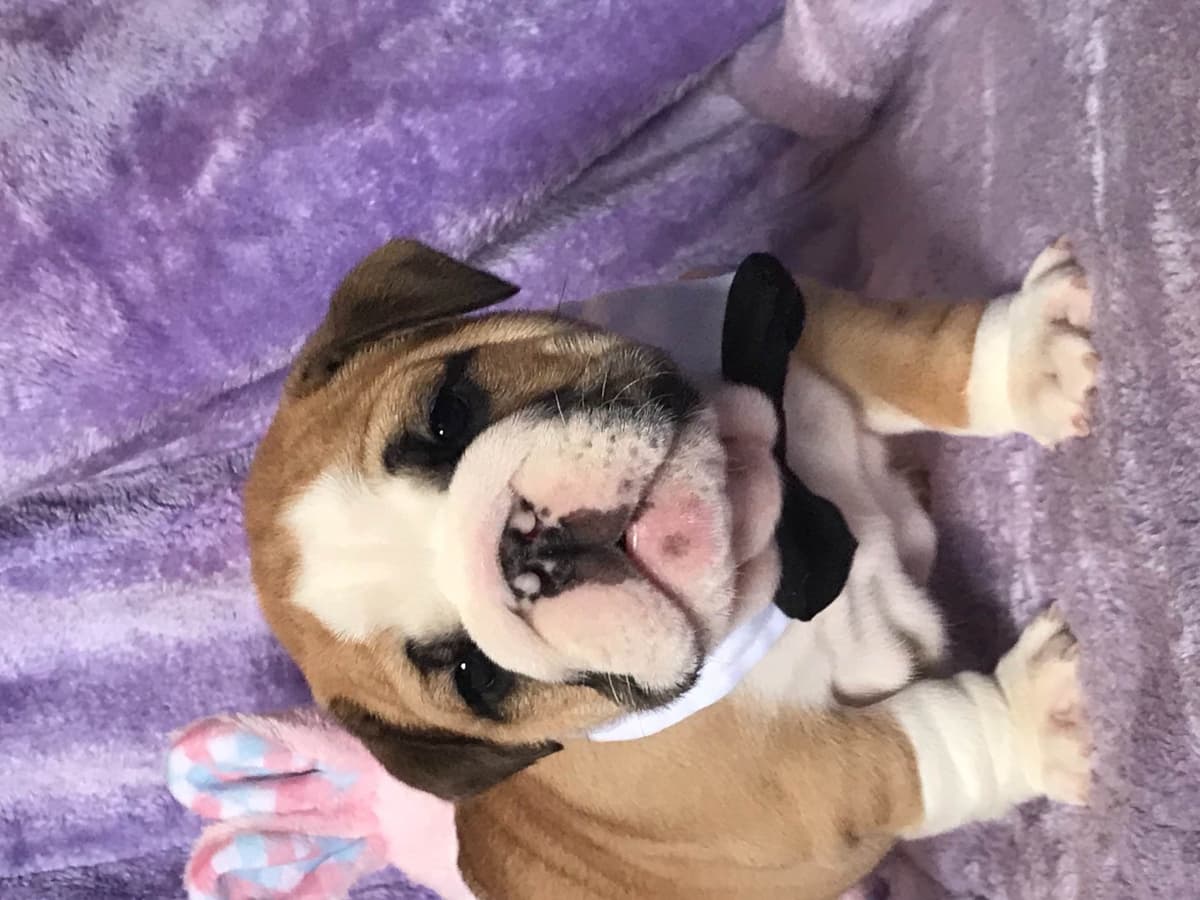 Bulldog Puppies breeder image 4