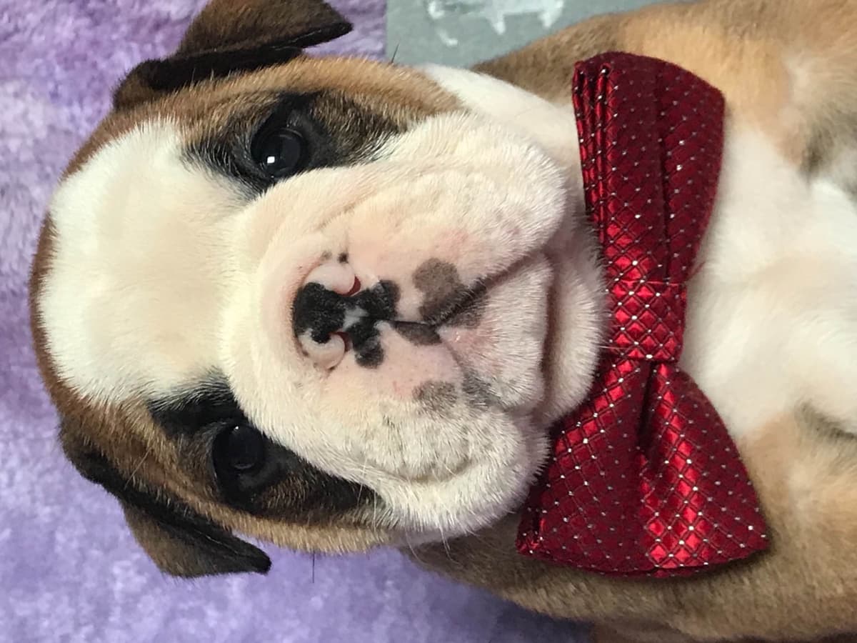 Bulldog Puppies breeder image 7