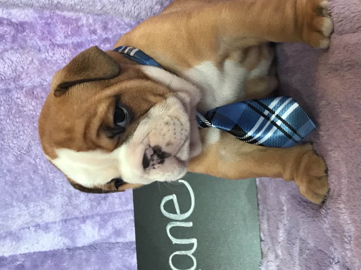 Bulldog Puppies breeder image 6