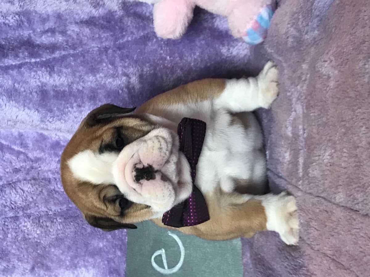 Bulldog Puppies breeder image 8