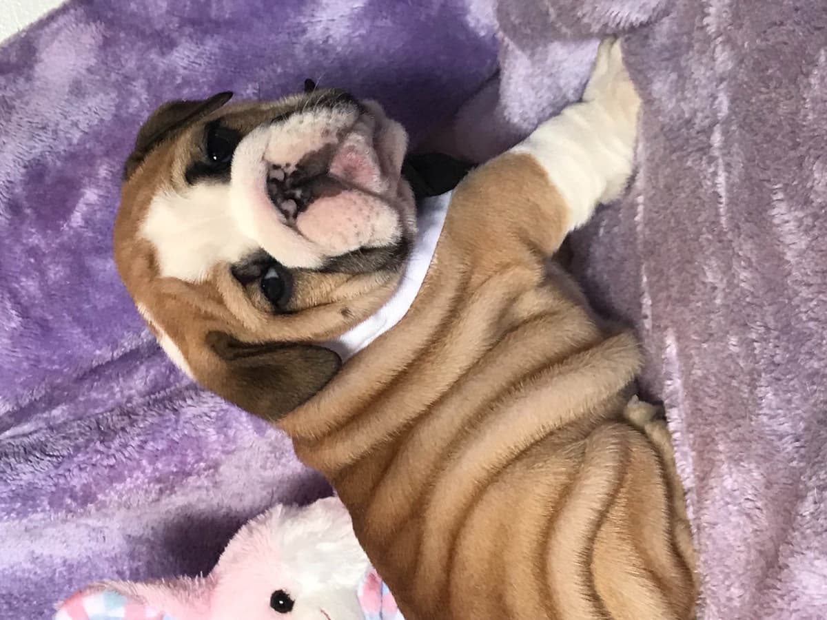 Bulldog Puppies breeder image 10