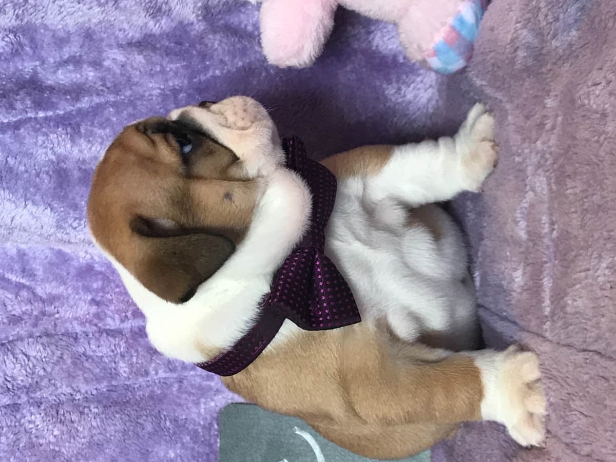Bulldog Puppies breeder image 9
