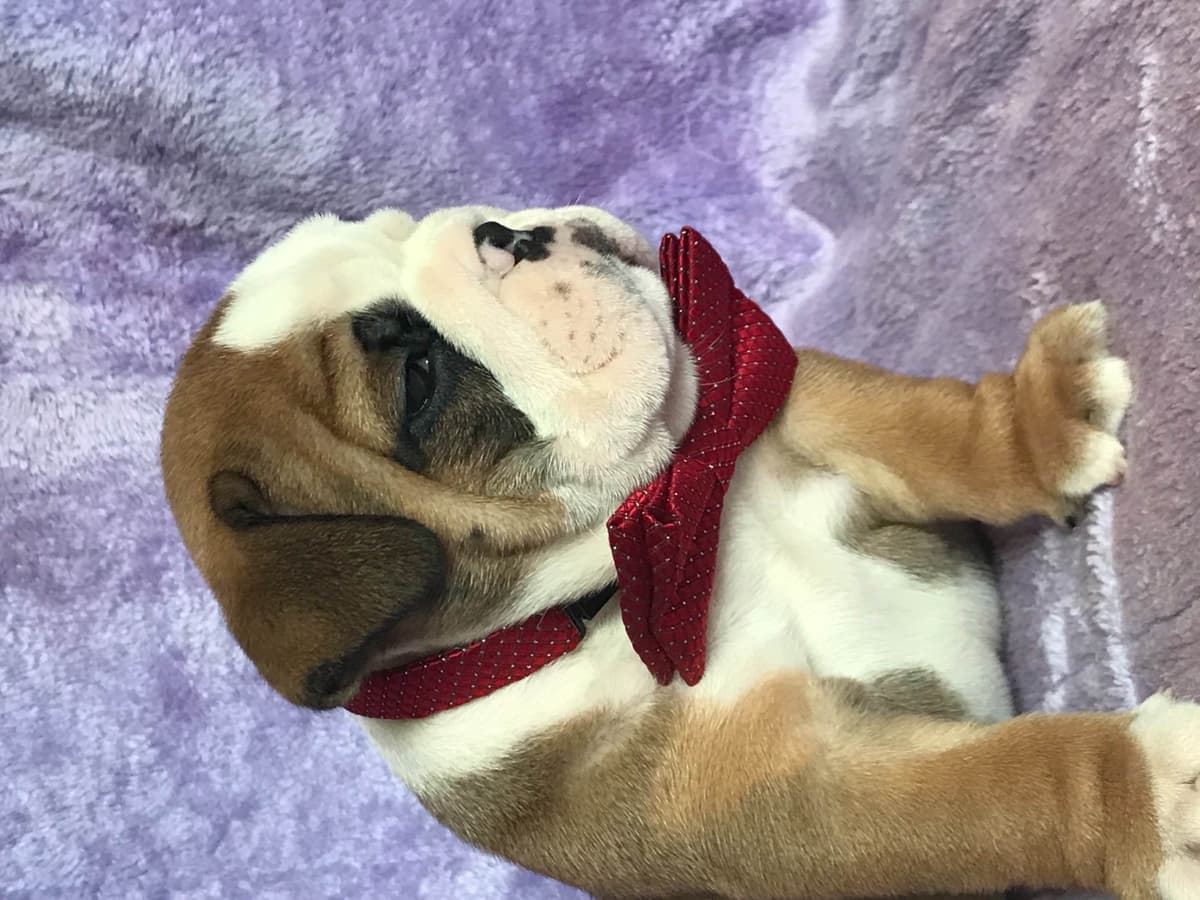 Bulldog Puppies breeder image 11