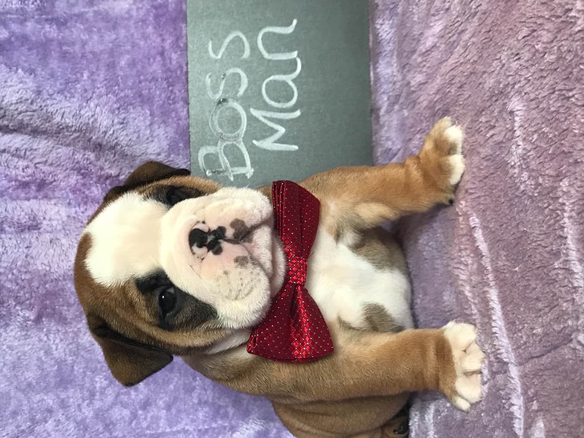 Bulldog Puppies breeder image 12