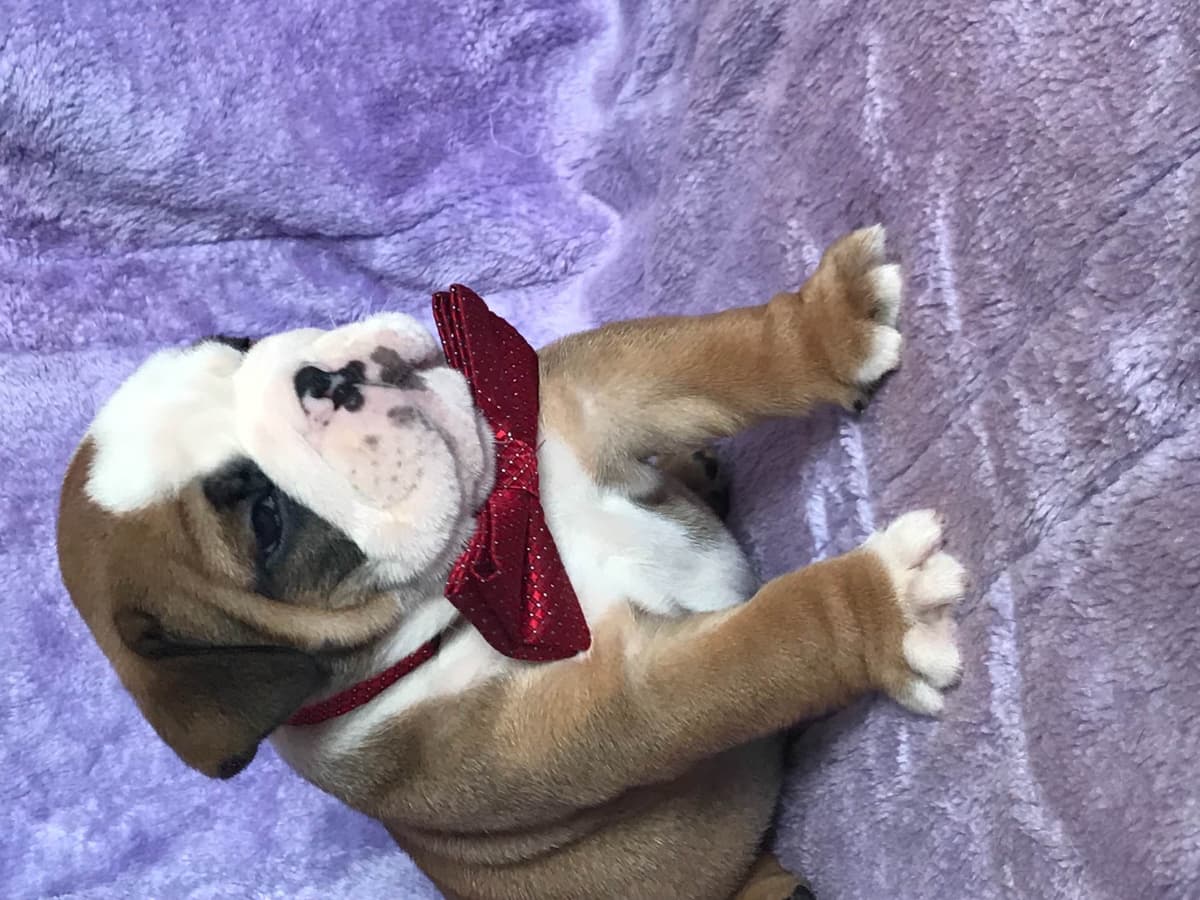 Bulldog Puppies breeder image 14
