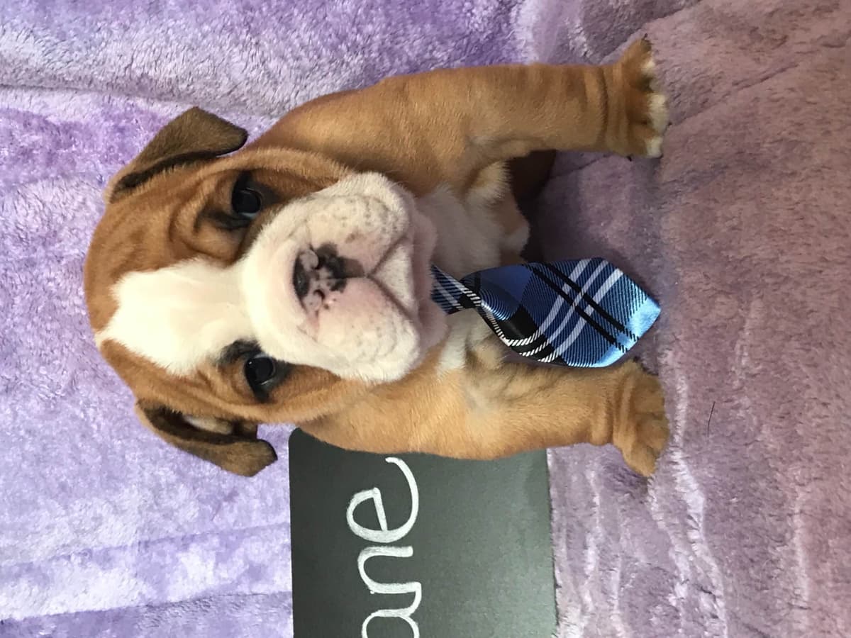 Bulldog Puppies breeder image 13