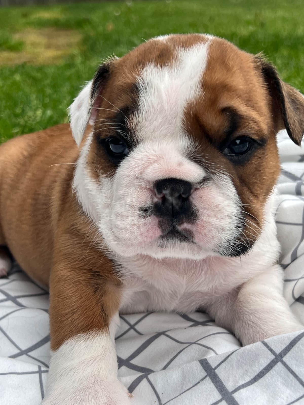 Bulldog Puppies breeder image 18