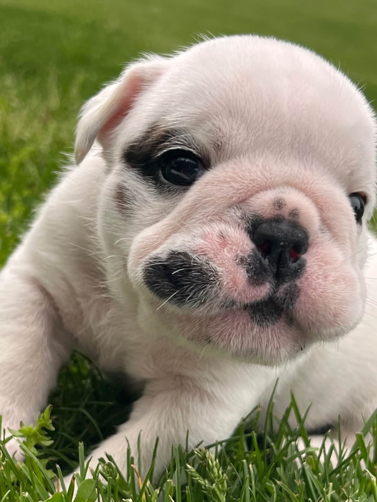 Bulldog Puppies breeder image 15