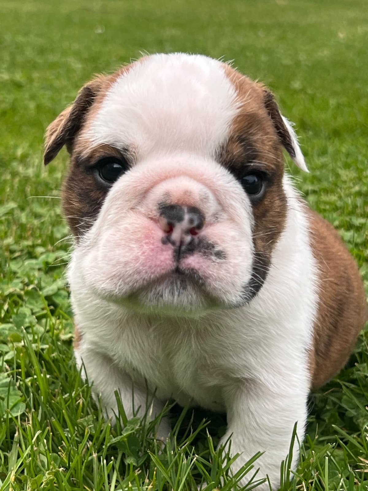 Bulldog Puppies breeder image 17