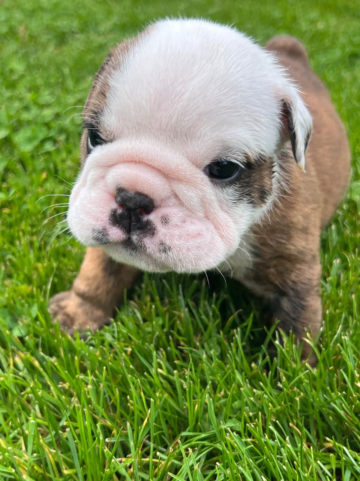 Bulldog Puppies breeder image 19