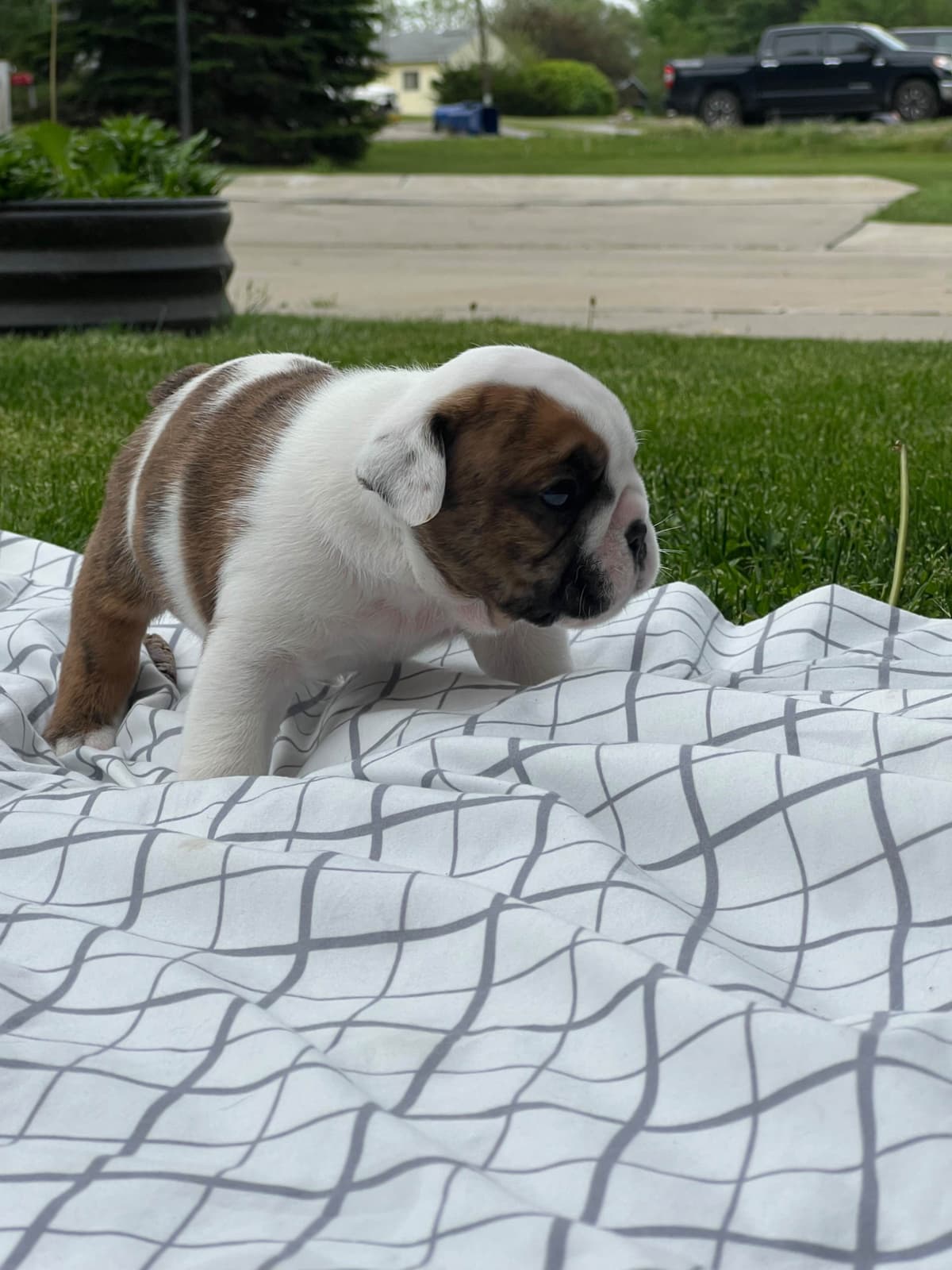 Bulldog Puppies breeder image 21