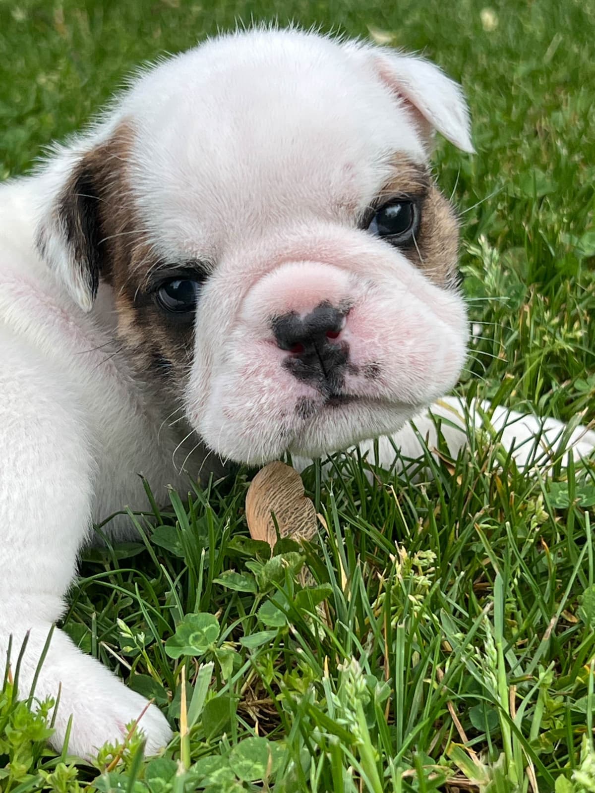 Bulldog Puppies breeder image 22