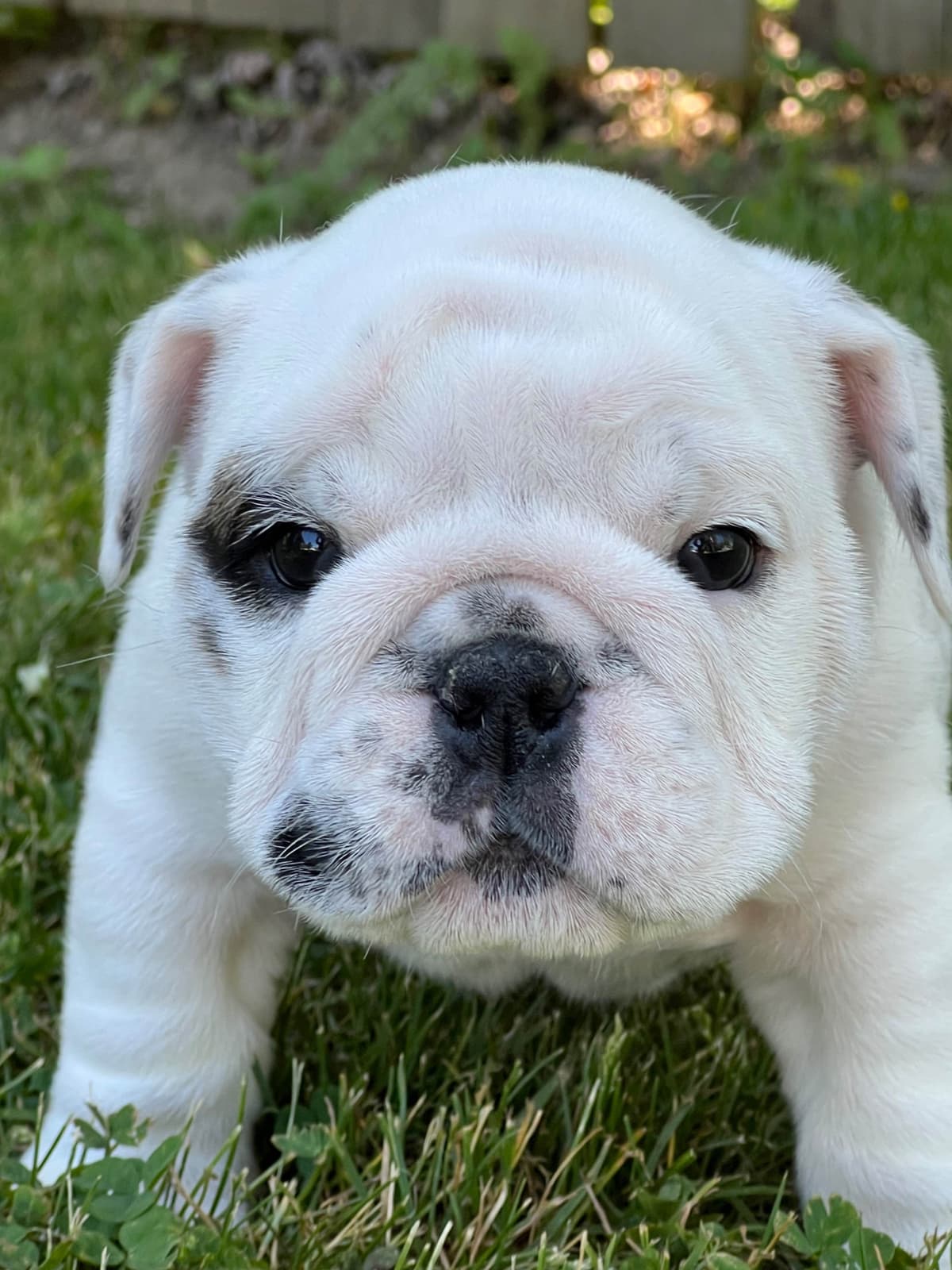 Bulldog Puppies breeder image 23
