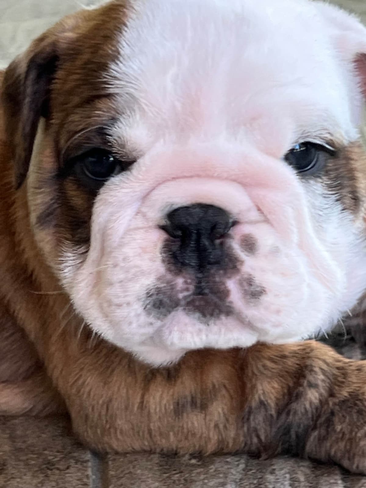 Bulldog Puppies breeder image 25