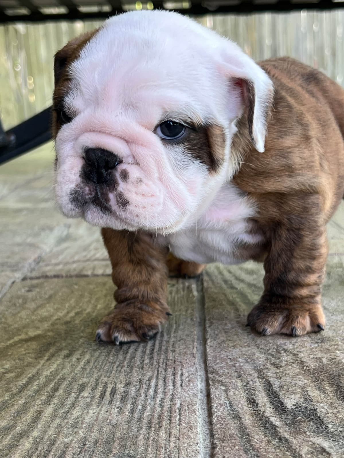 Bulldog Puppies breeder image 26