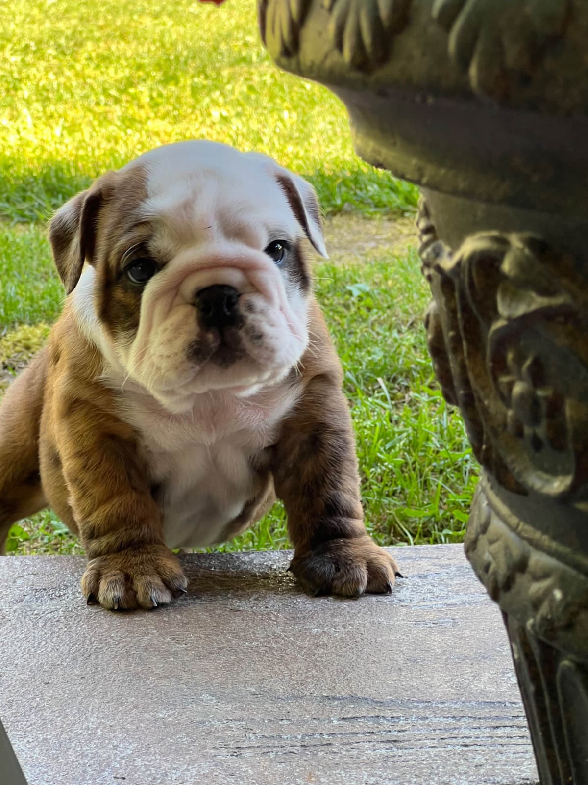 Bulldog Puppies breeder image 27