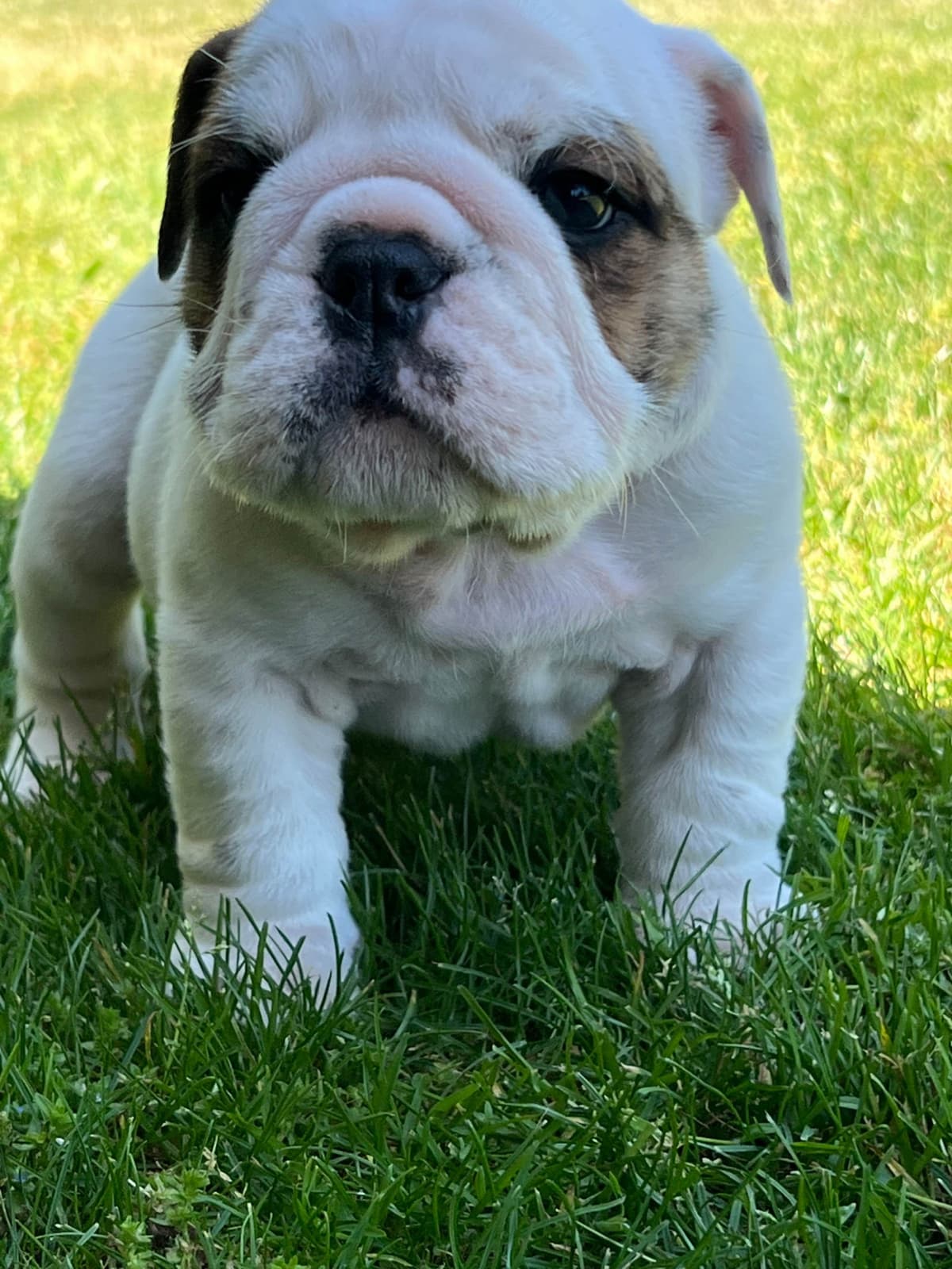 Bulldog Puppies breeder image 28