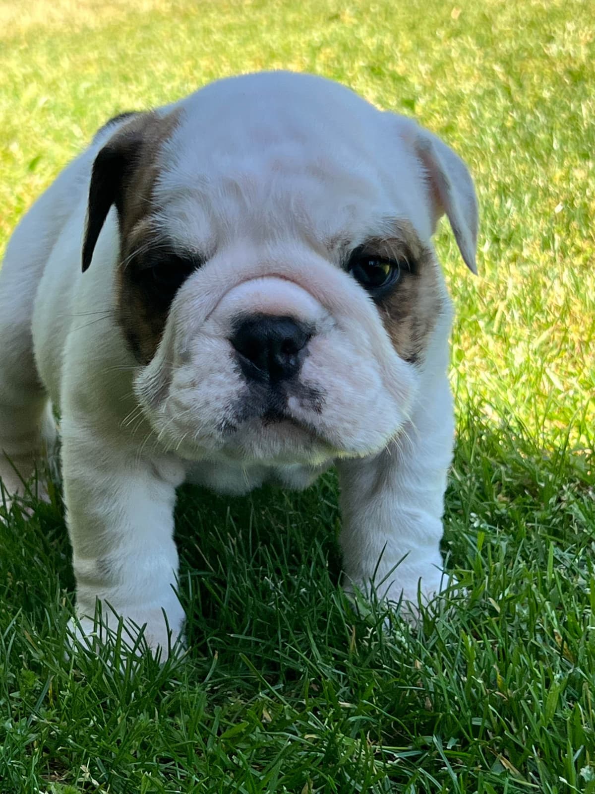 Bulldog Puppies breeder image 29