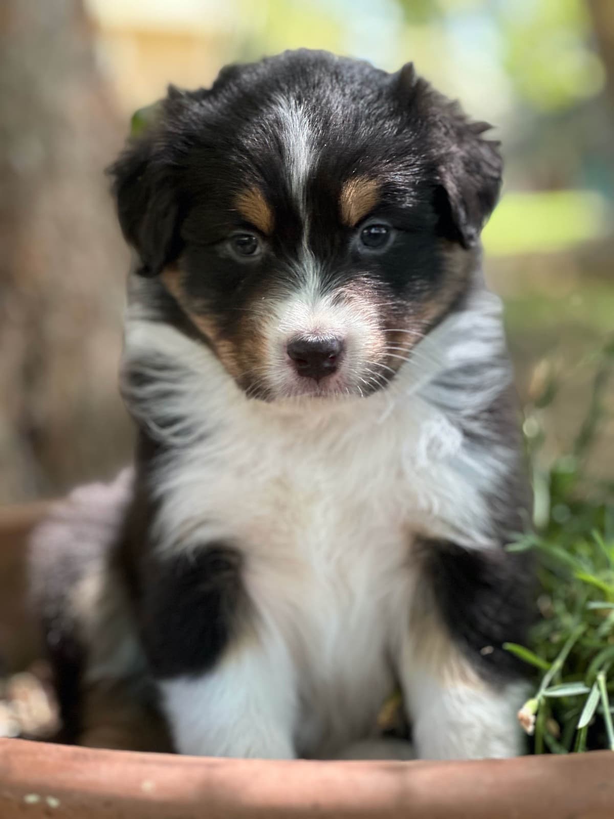 Australian Shepherd Puppies breeder image 1