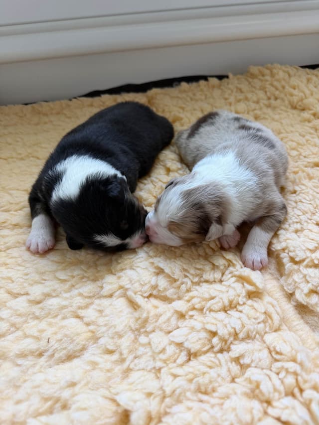 Australian Shepherd Puppies media 2