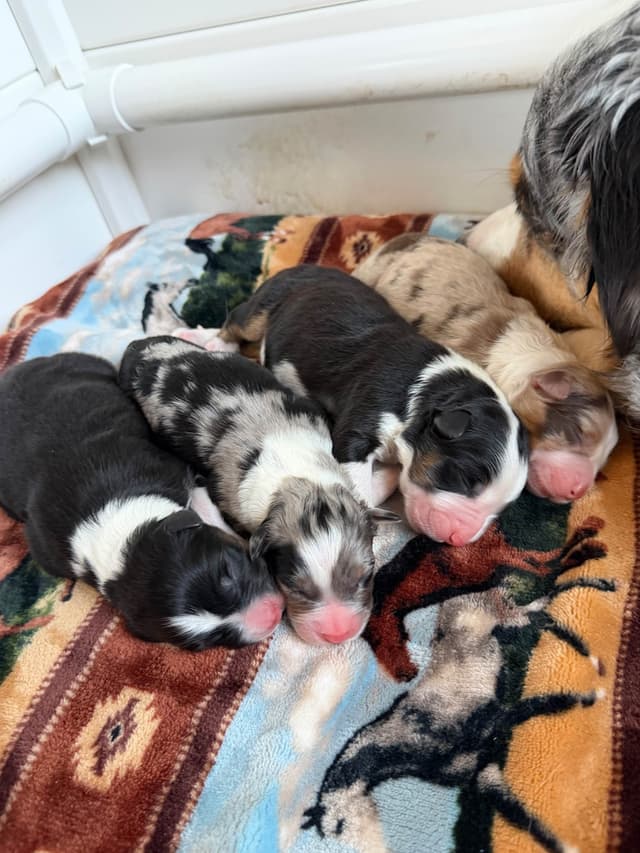 Australian Shepherd Puppies media 3