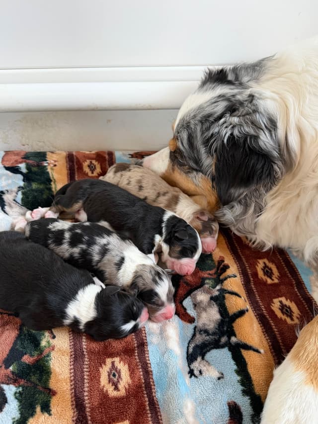 Australian Shepherd Puppies media 4