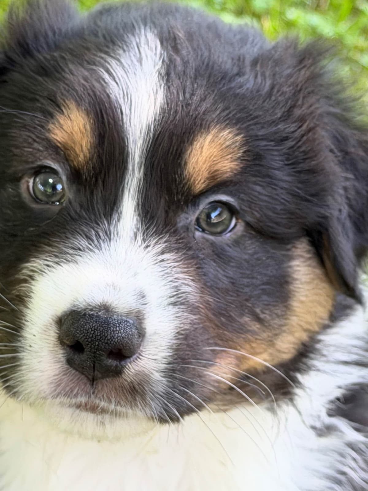Australian Shepherd Puppies breeder image 4