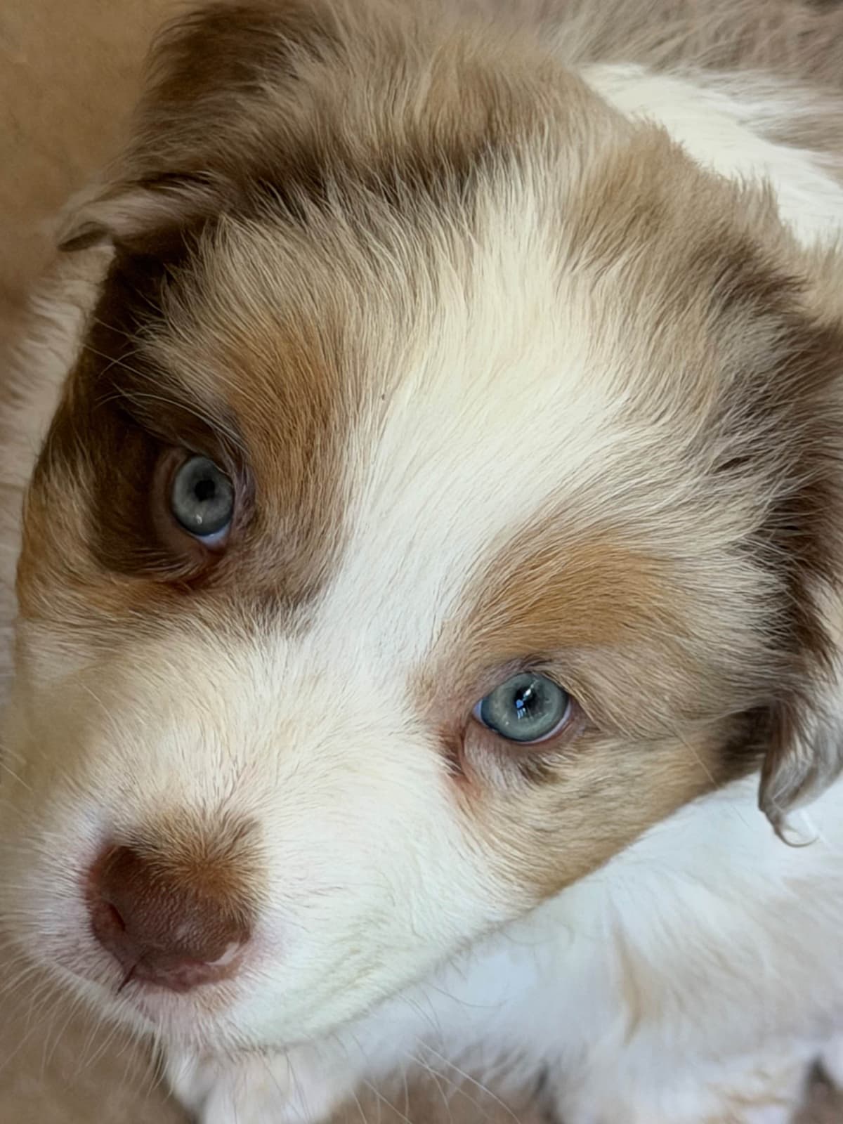 Australian Shepherd Puppies breeder image 5