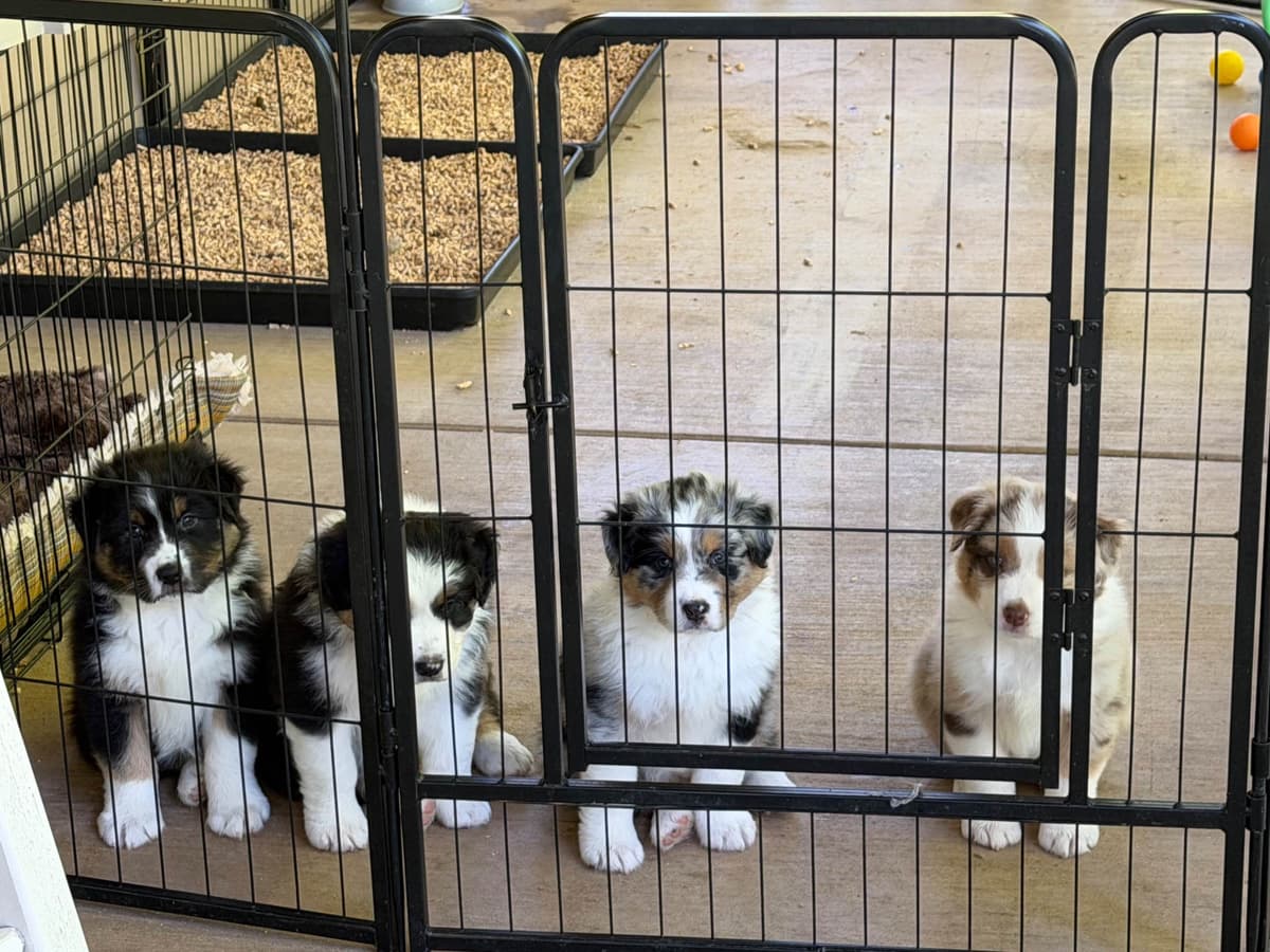 Australian Shepherd Puppies breeder image 6