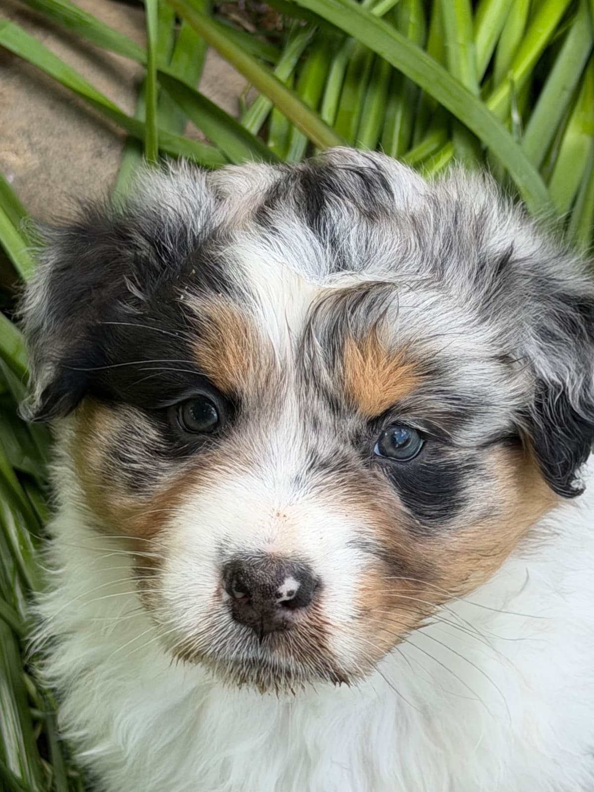 Australian Shepherd Puppies breeder image 7