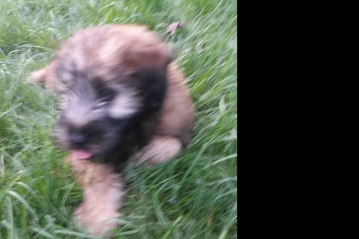 Soft Coated Wheaten Terrier Puppies breeder image 2