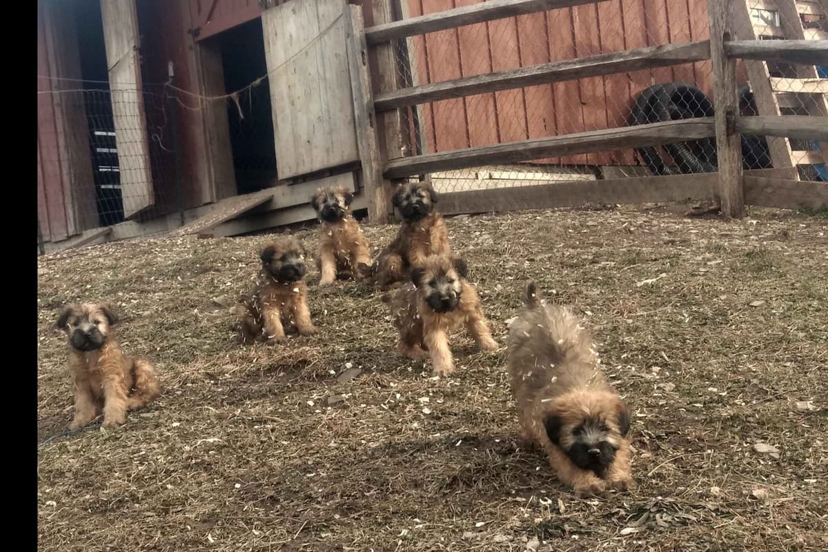 Soft Coated Wheaten Terrier Puppies breeder image 3