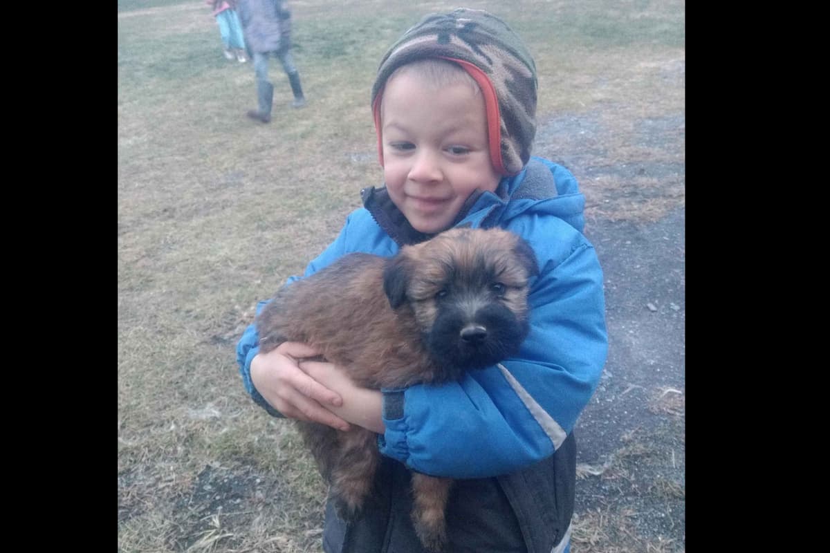 Soft Coated Wheaten Terrier Puppies breeder image 4