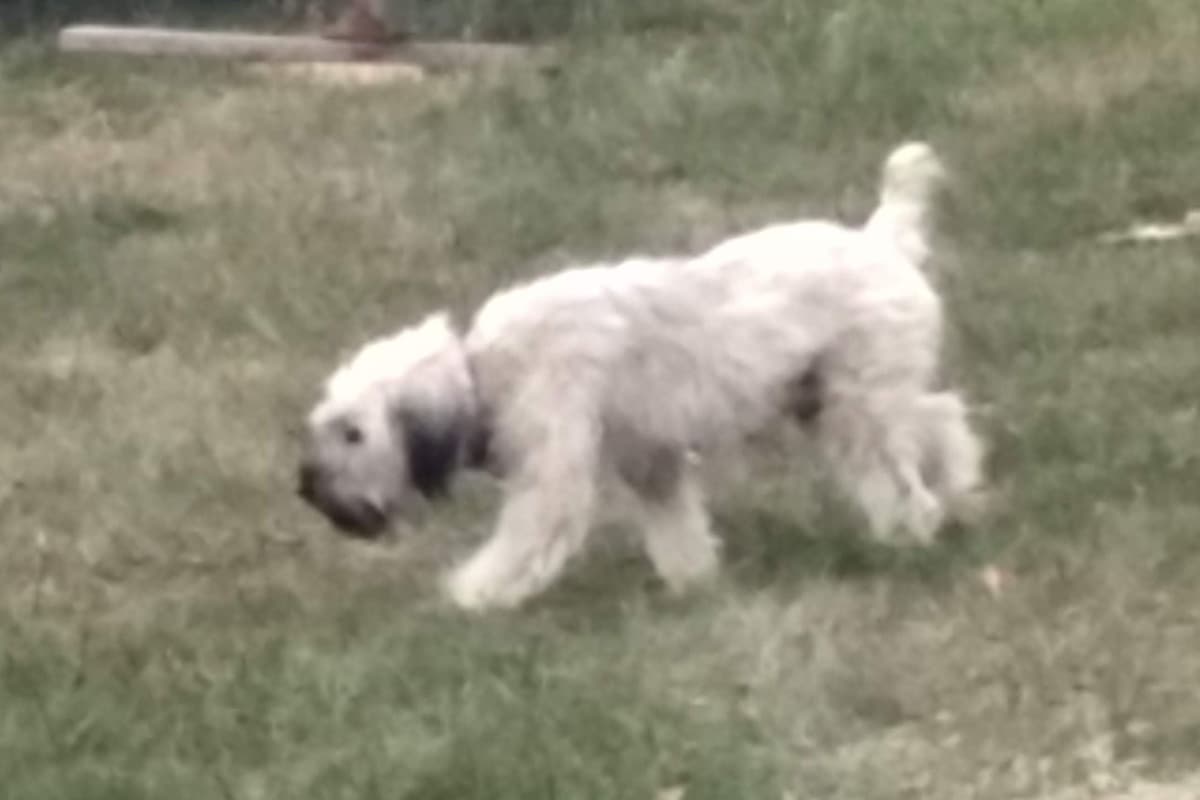 Soft Coated Wheaten Terrier Puppies breeder image 1
