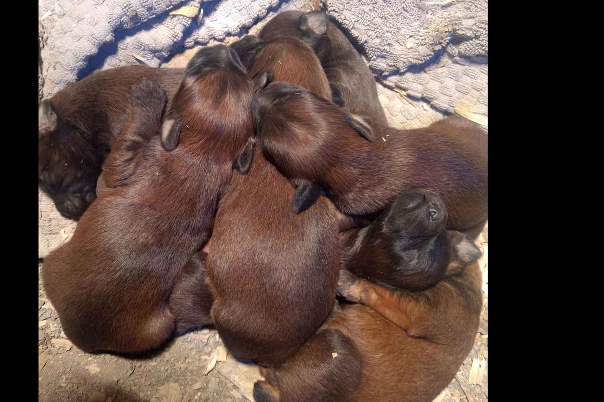 Soft Coated Wheaten Terrier Puppies breeder image 6