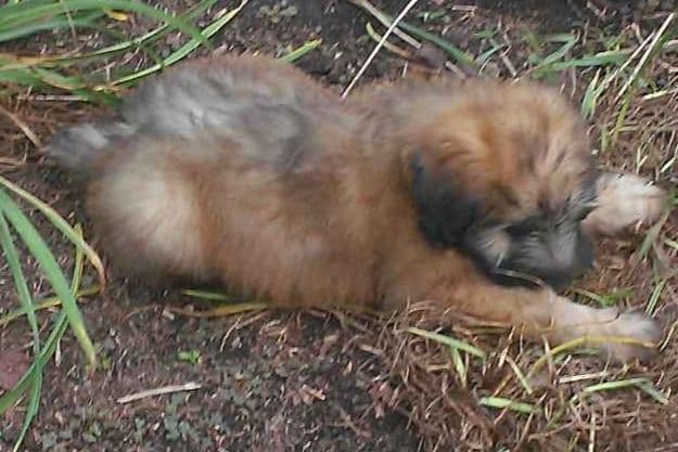 Soft Coated Wheaten Terrier Puppies breeder image 7
