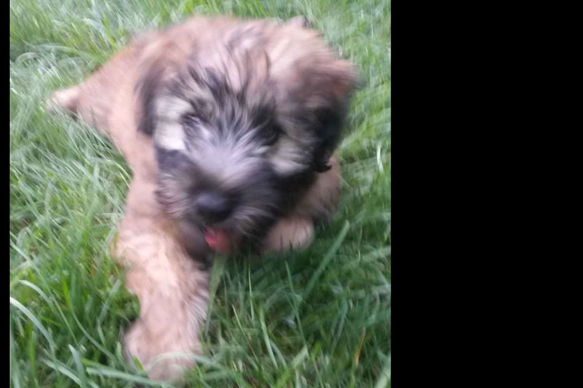 Soft Coated Wheaten Terrier Puppies breeder image 8
