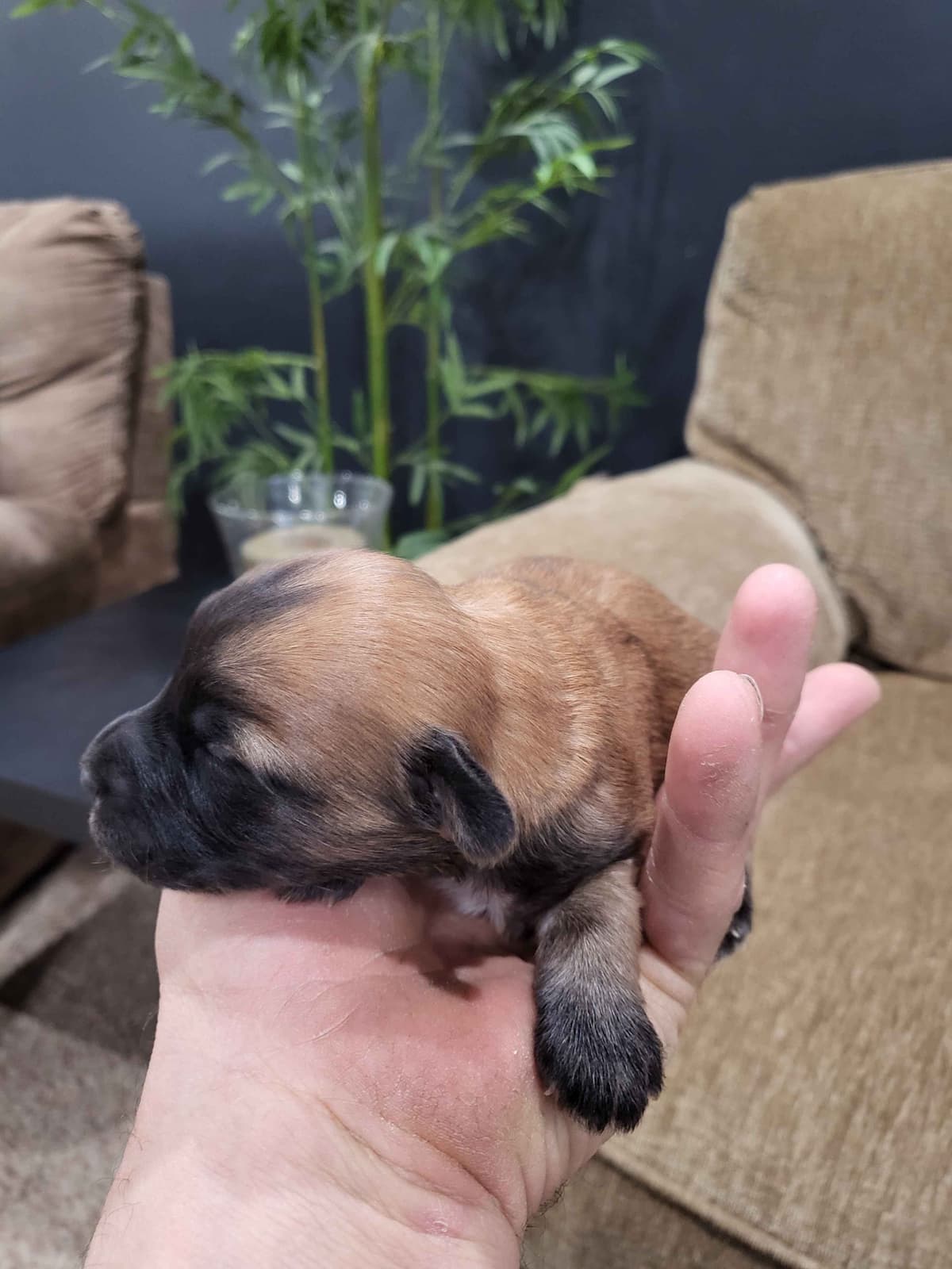 Soft Coated Wheaten Terrier Puppies breeder image 10